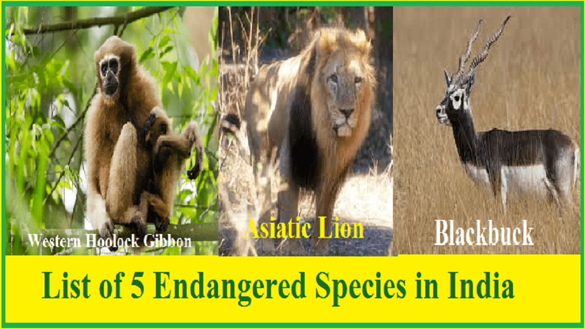 Endangered Species Day 2023 List Of 5 Endangered Species In India